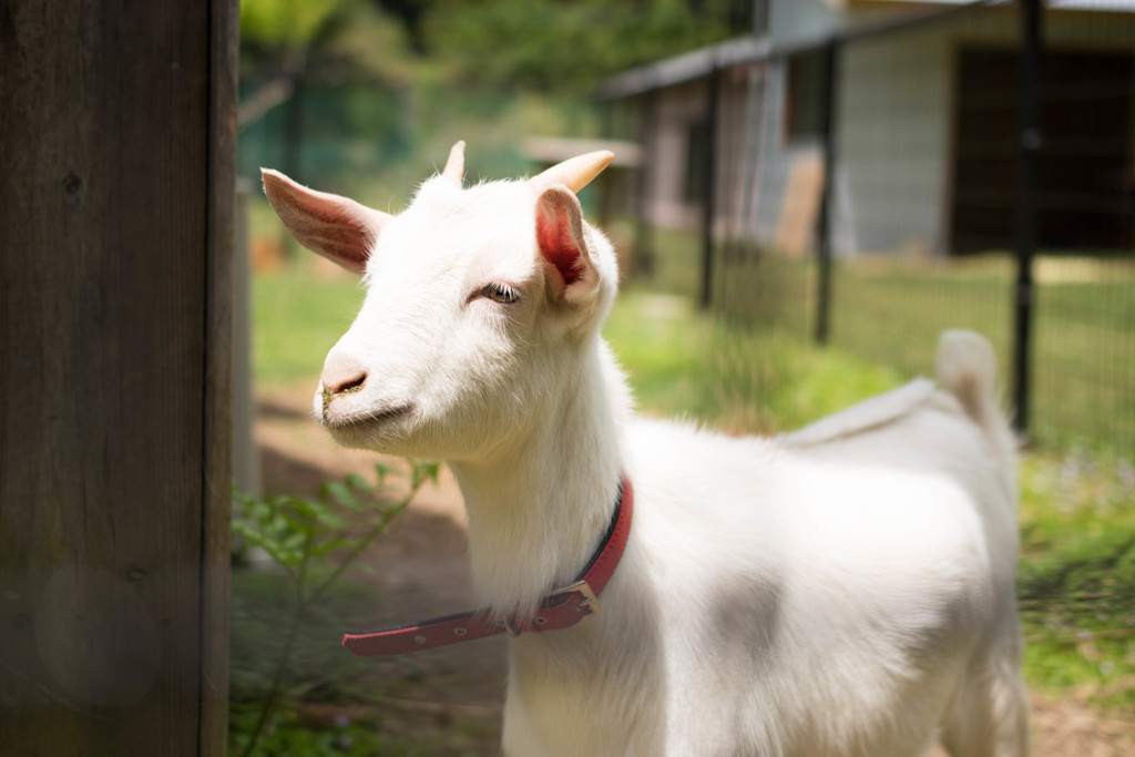 Baby goat