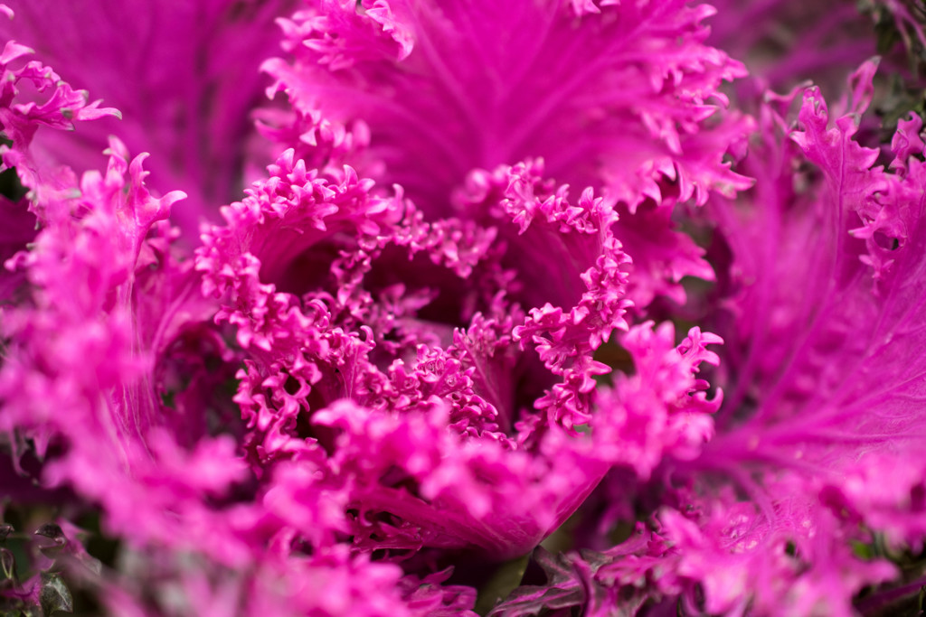 Flowering cabbage 