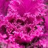 Flowering cabbage 