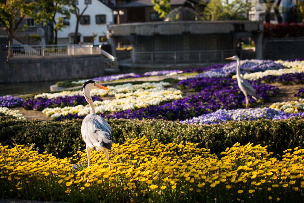Gray Heron