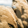 Japanese pampas grass 