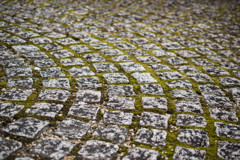 Stone paving and moss