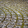 Stone paving and moss