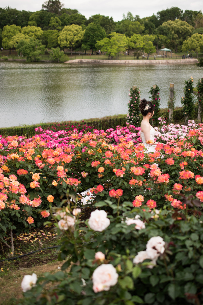 Bride and roses