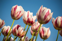 Tulip