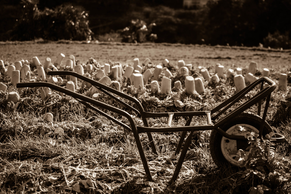 white radish and wheel barrow 