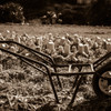 white radish and wheel barrow 