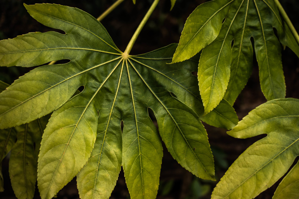 Fatsia Japonica