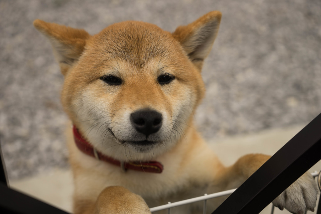 SHIBA