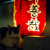 Lantern and cat