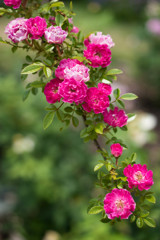 vine roses