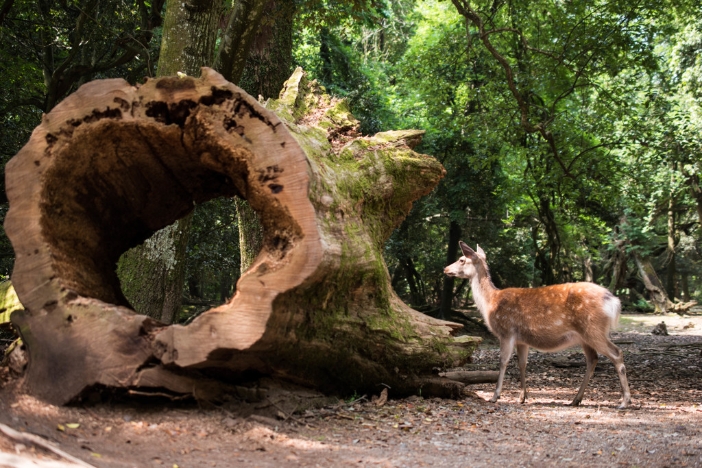 Tree hole and deer