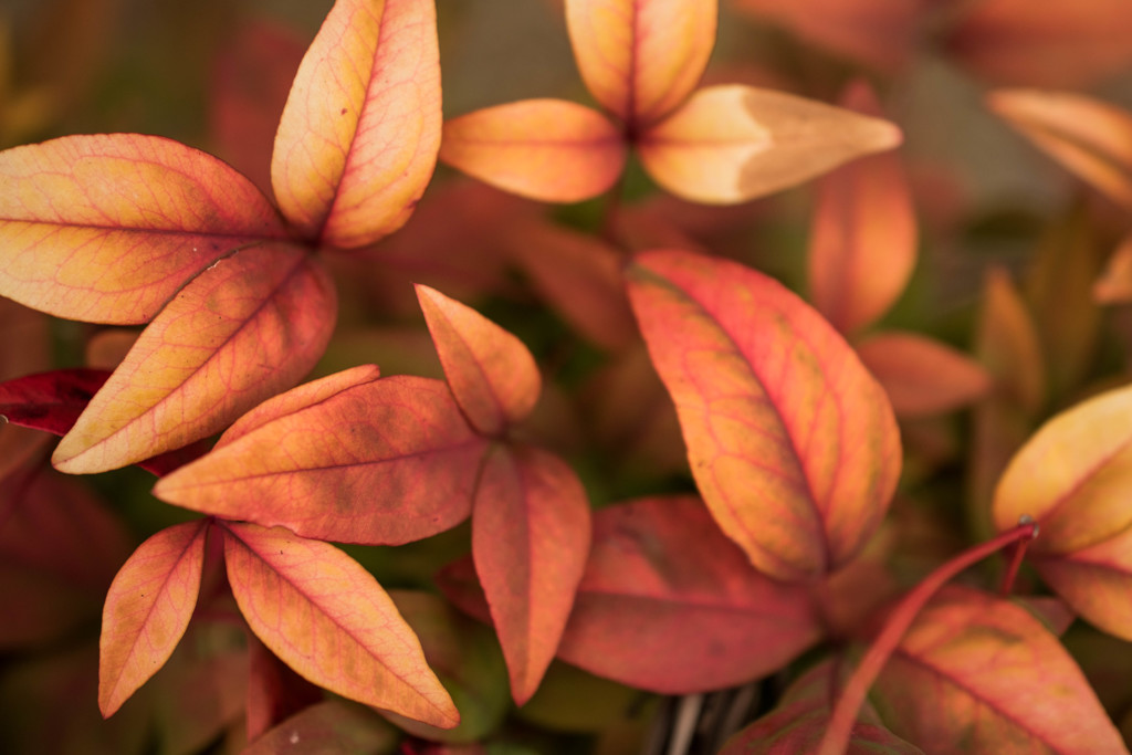 Nandina domestica