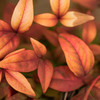 Nandina domestica