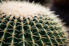 Cactus TogeToge