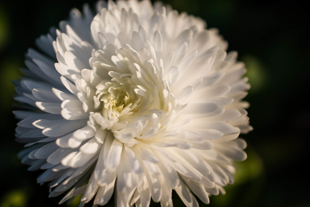 Tyrolean daisy