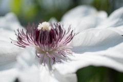 Clematis