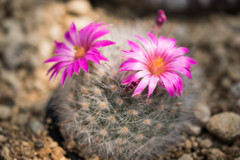 Cactus flower