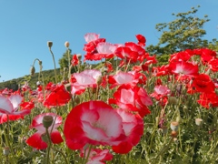 花の名前を教えてください