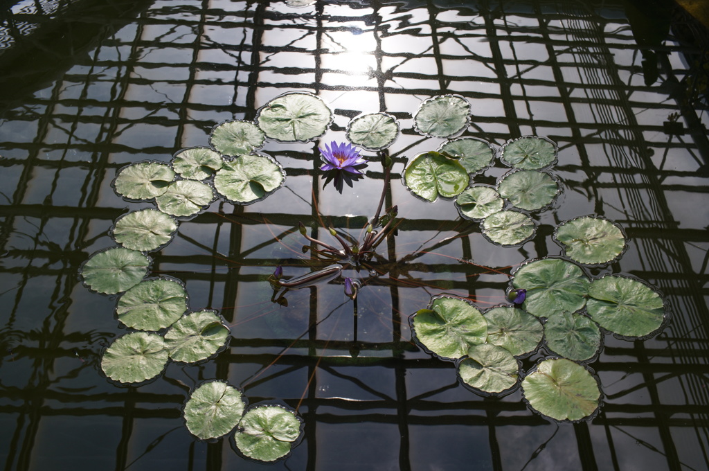 水上の花