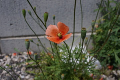 道端の花１