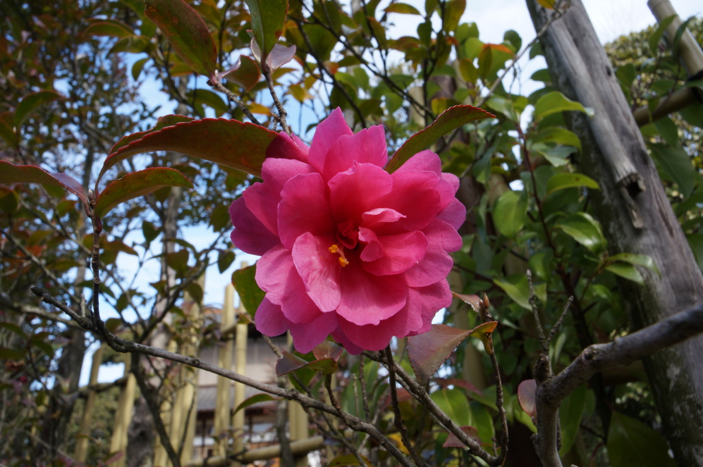 付近の花