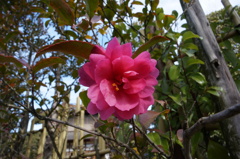 付近の花
