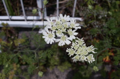 道端の花２