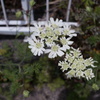 道端の花２