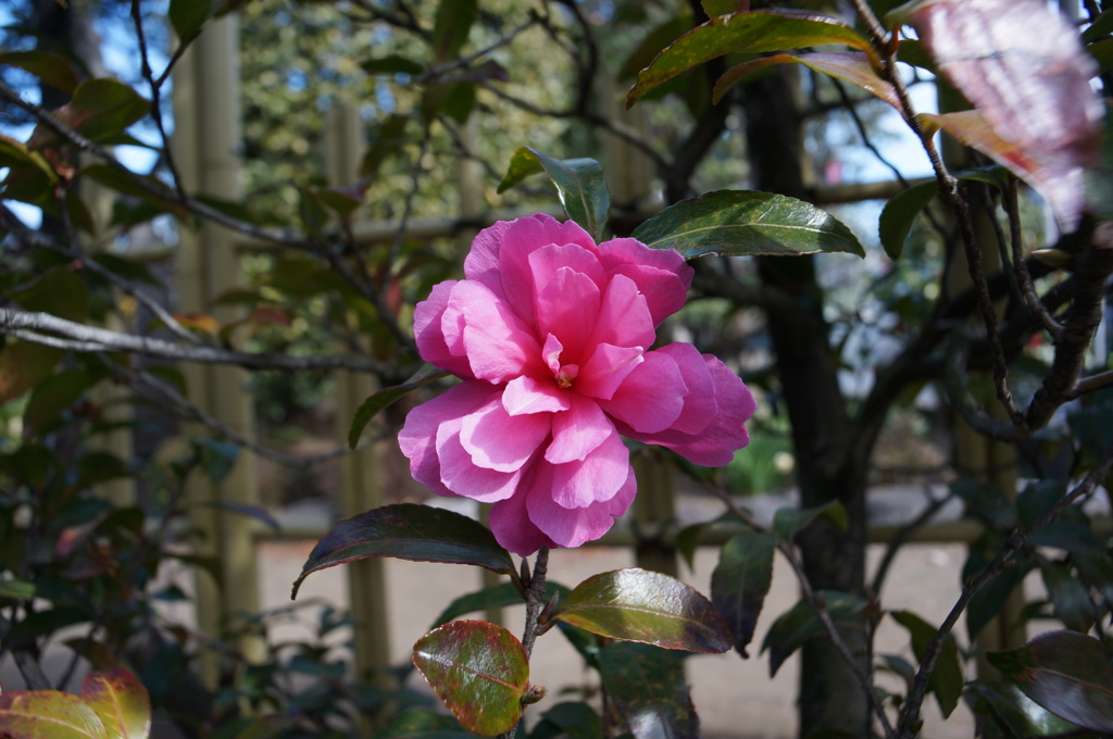 自宅周辺の花