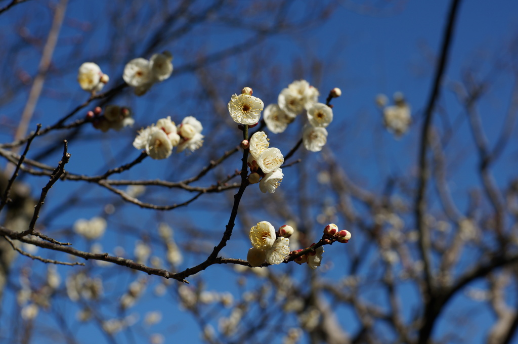 梅の花