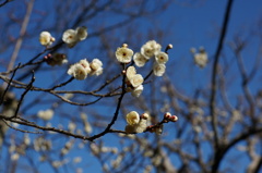 梅の花