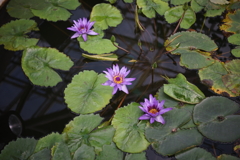 水面の花