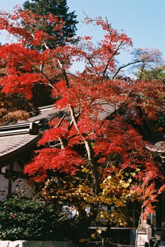 ニコンFEでの写真