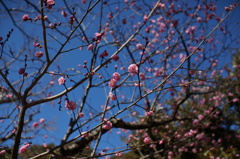 梅の花２