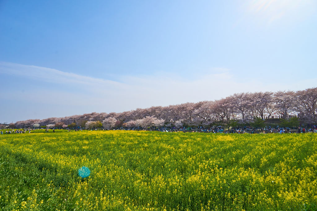 桜堤