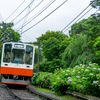 箱根登山鉄道と紫陽花