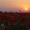 ポピー畑と夕日