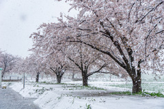 雪と桜