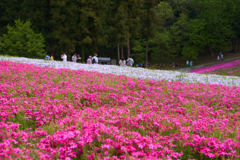 芝桜