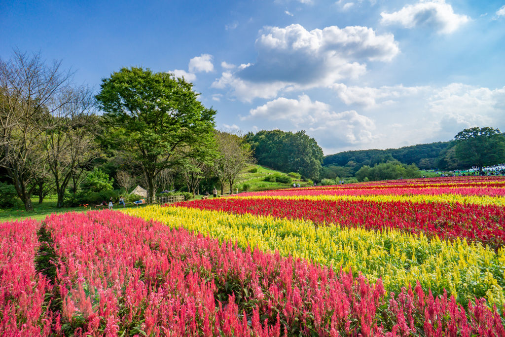 森林公園_ケイトウ