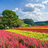 森林公園_ケイトウ