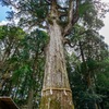 霧島神宮御神木