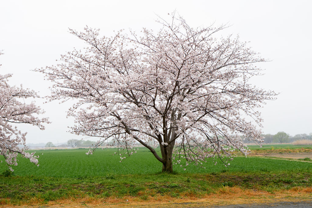 桜