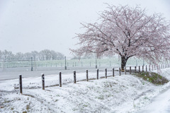 雪と桜