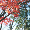 最後の紅葉（フィルム）