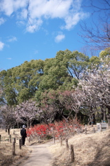梅を見る人