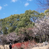 梅を見る人