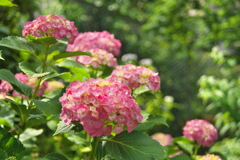 季節の花