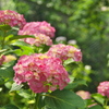 季節の花